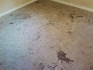 Dirty Palm Harbor Carpet Prior to Complete Care Cleaning It